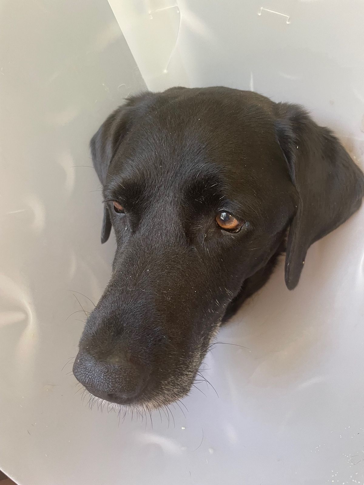 Cornwall labrador maimed in bear attack