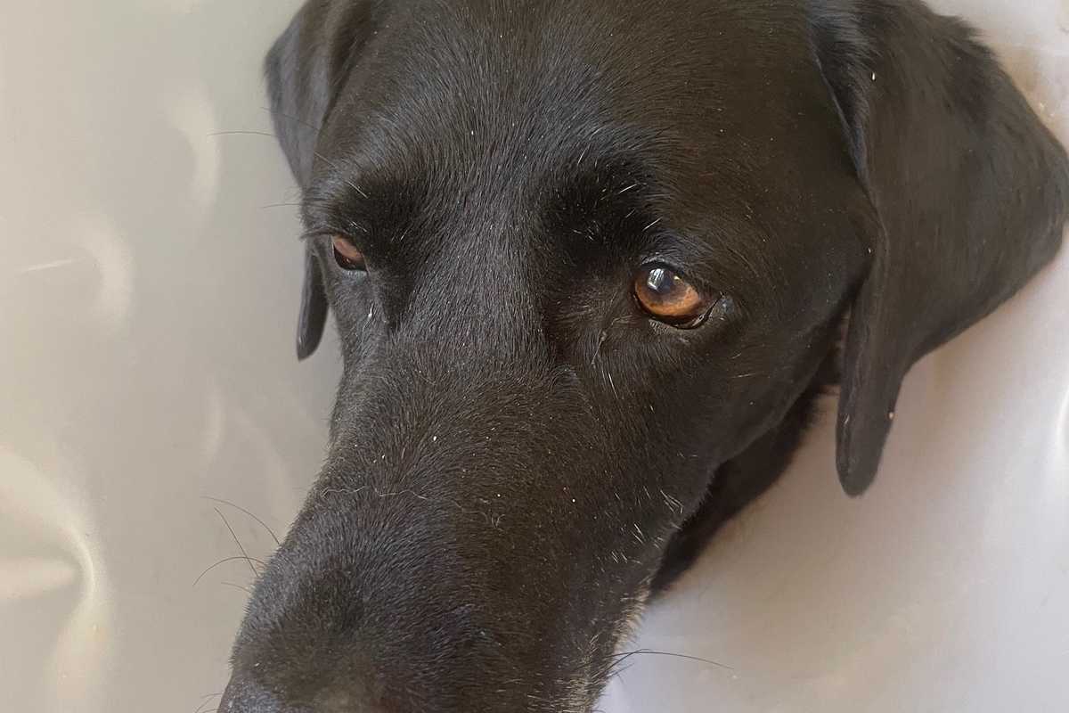 Cornwall labrador maimed in bear attack