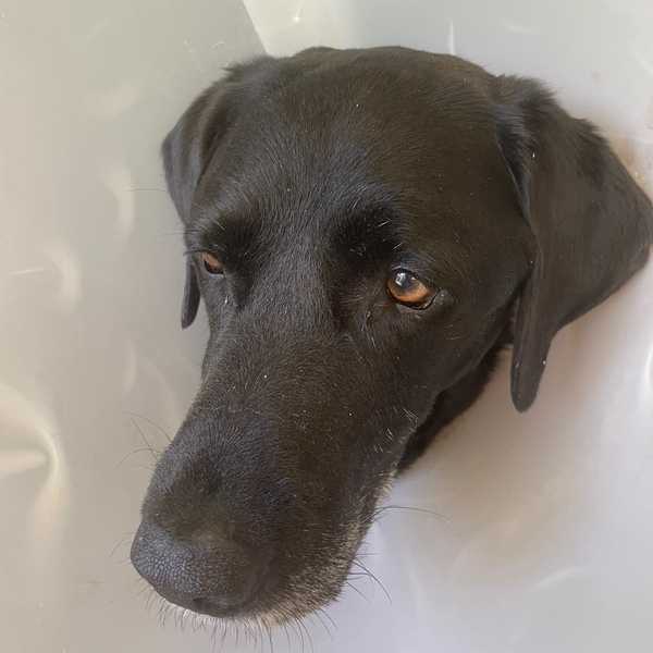 Cornwall labrador maimed in bear attack