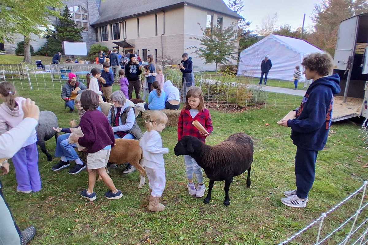 Sheep join moviegoers for Fall Festival kickoff