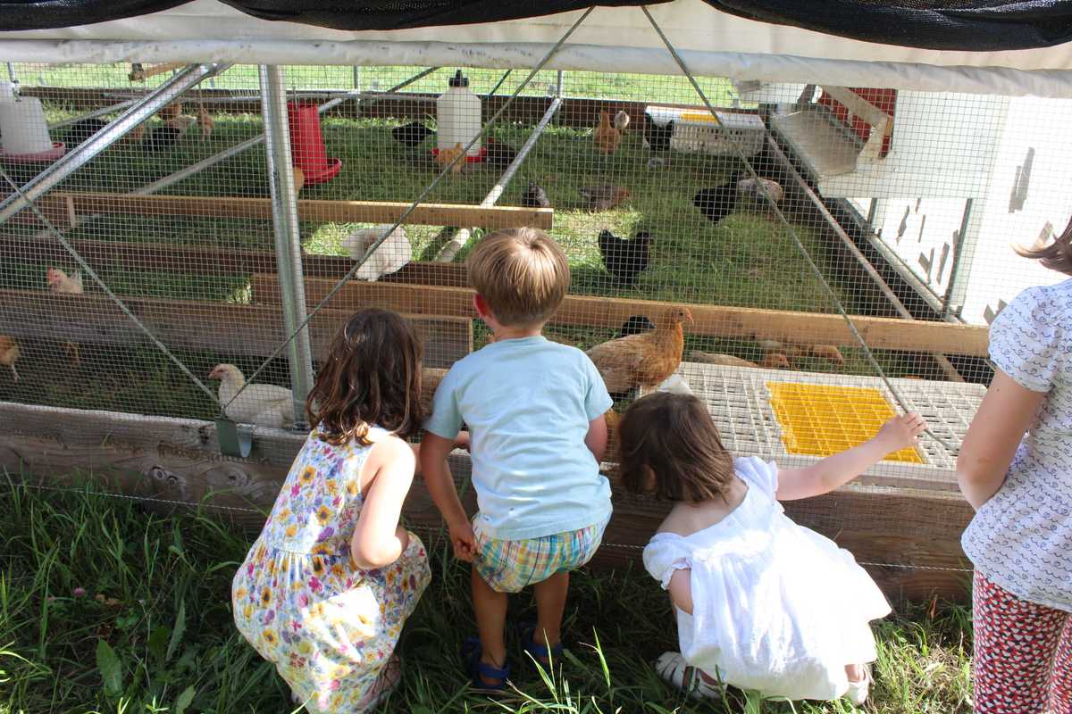 Children tour Hotchkiss’ Fairfield Farm, meet chickens
