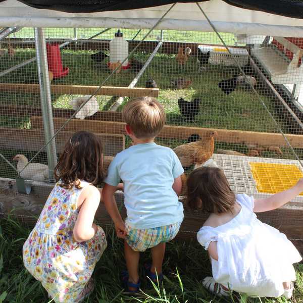 Children tour Hotchkiss’ Fairfield Farm, meet chickens