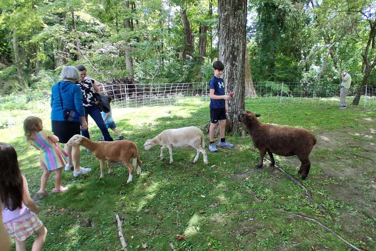 Sheep draw a crowd at Scoville Library