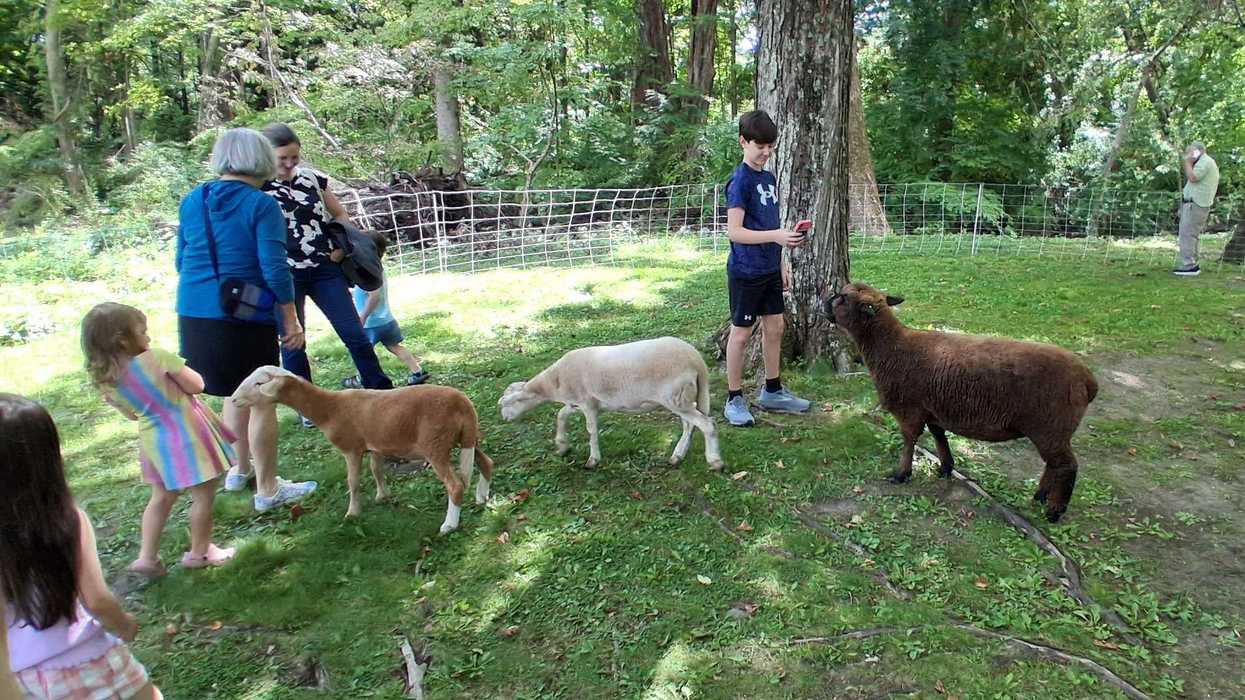 Sheep draw a crowd at Scoville Library