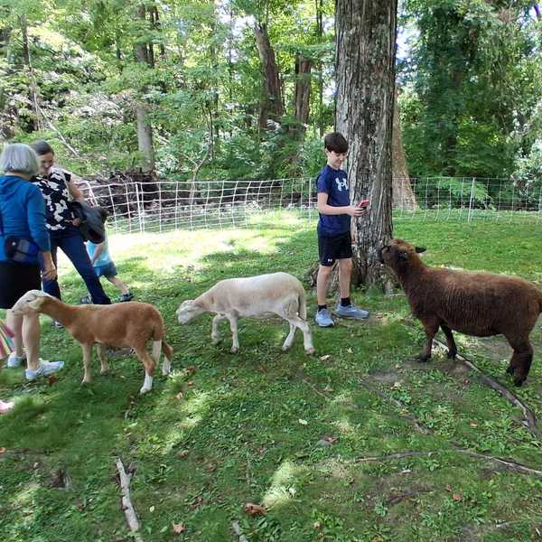 Sheep draw a crowd at Scoville Library