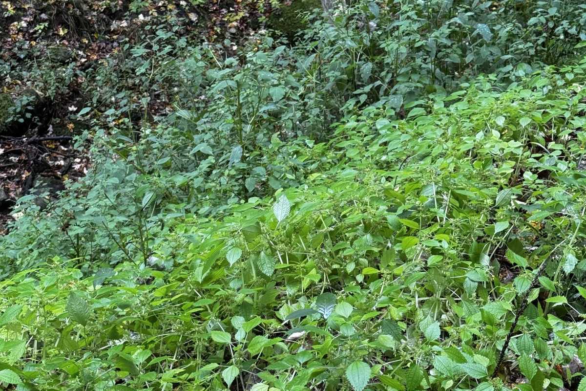 Lessons from another year in the garden