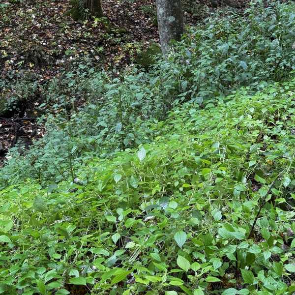 Lessons from another year in the garden
