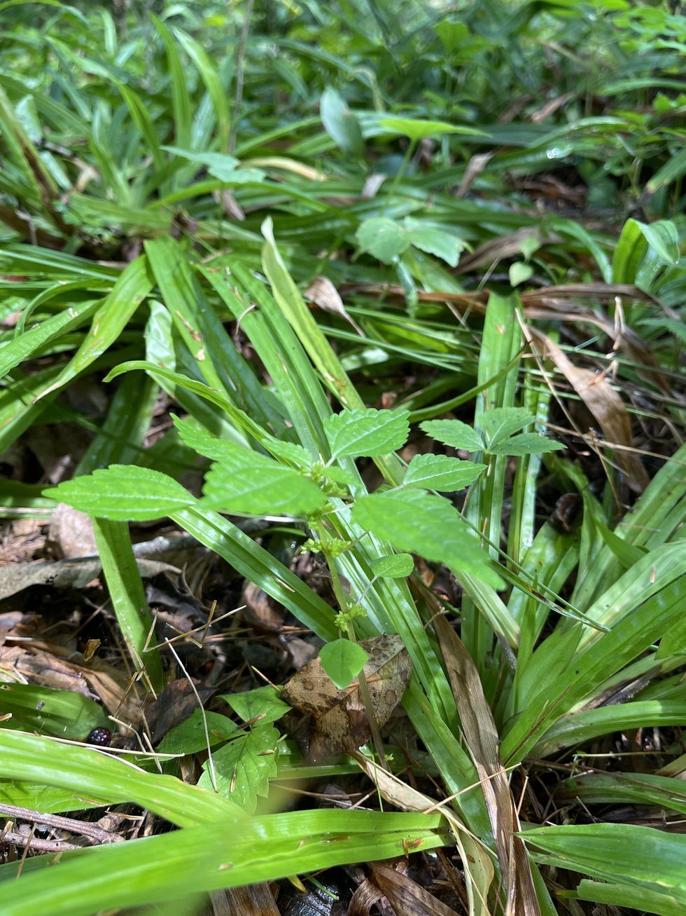 Ungardener meet Gardener: Grappling with human instinct in the woodland