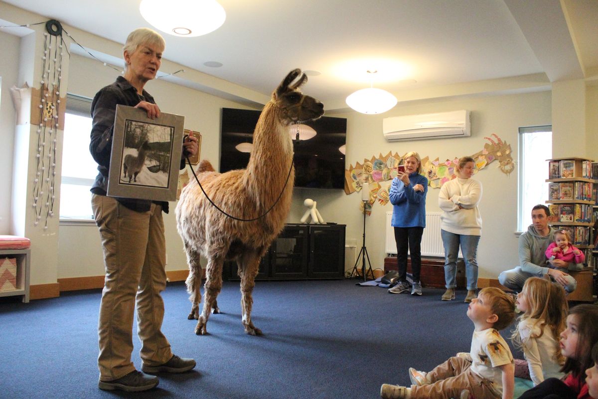 Ru the llama visits Scoville Library