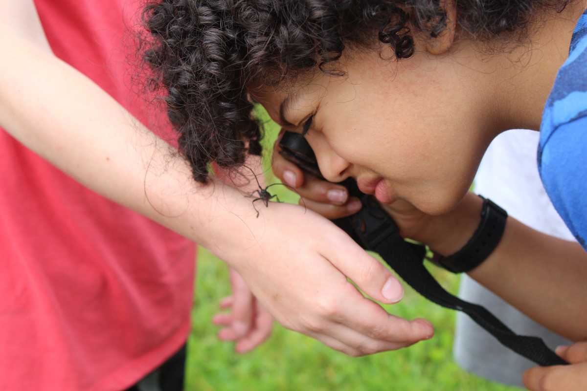 Scientific quest catalogs creatures living in Great Mountain Forest