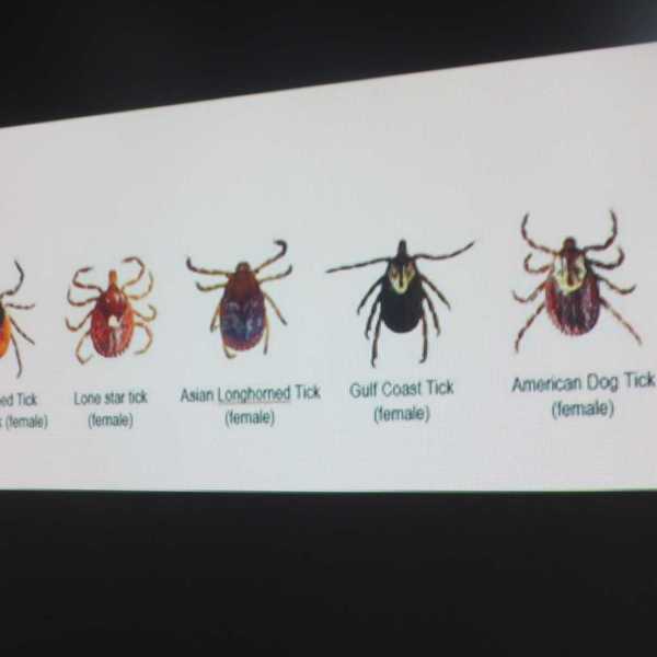 Tick threats rising across state as biodiversity declines