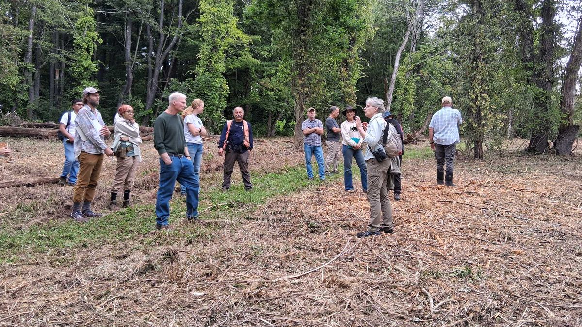 Great Mountain Forest demonstrates how to manage invasive plants