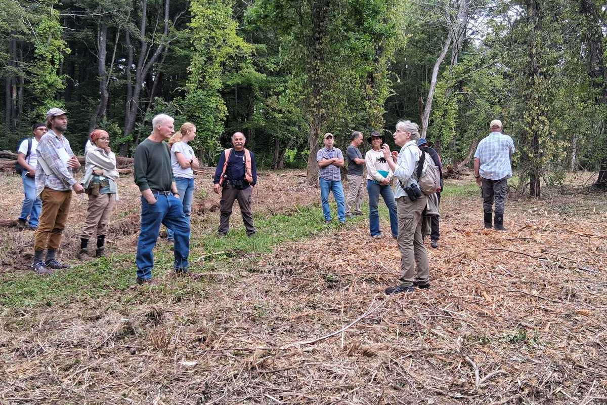 Great Mountain Forest demonstrates how to manage invasive plants