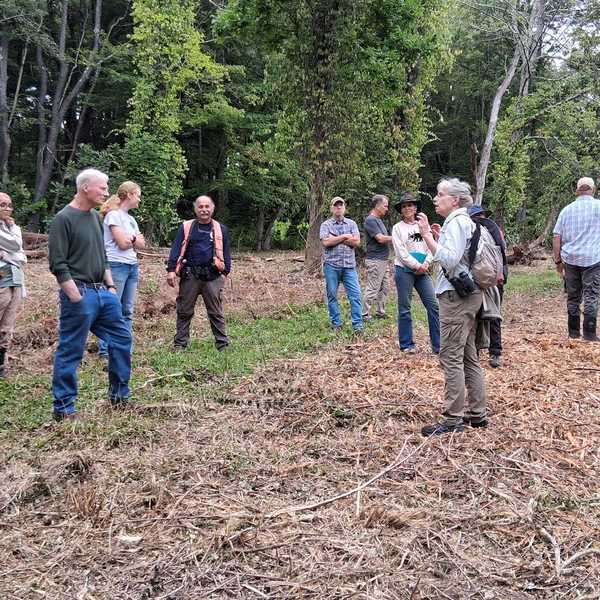 Great Mountain Forest demonstrates how to manage invasive plants