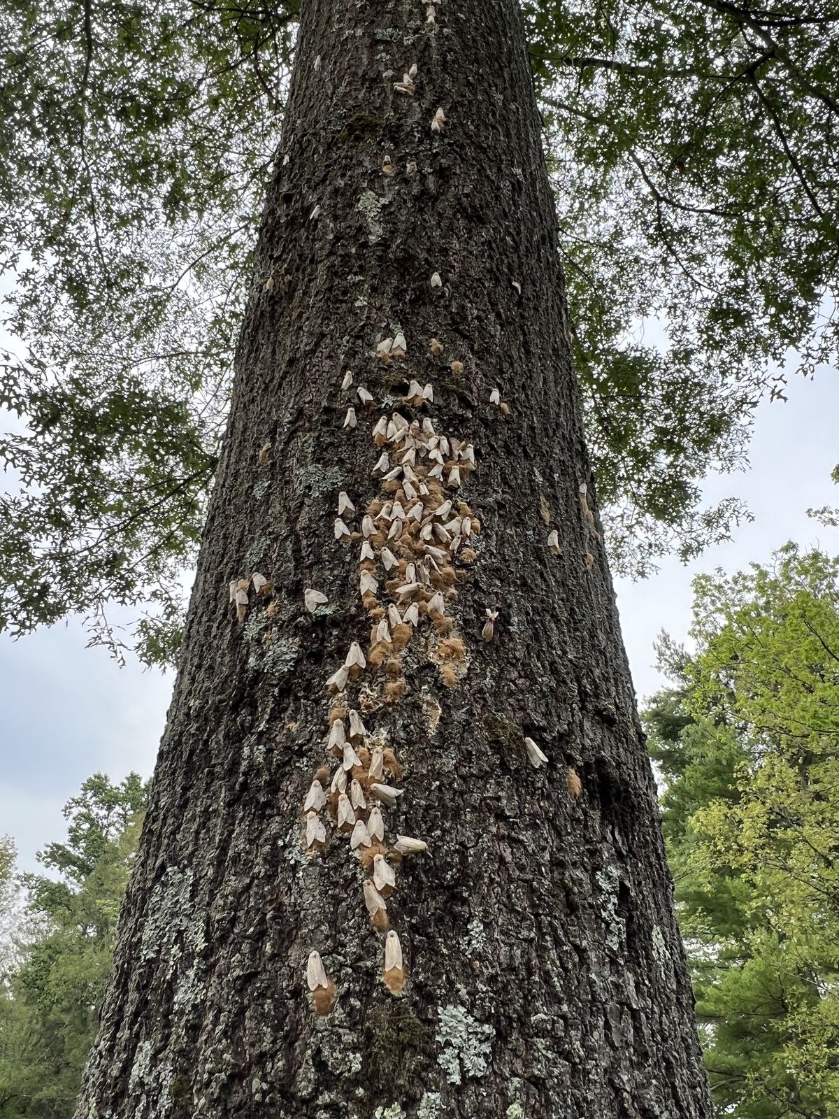 Spongy moth and what it is doing to our forests
