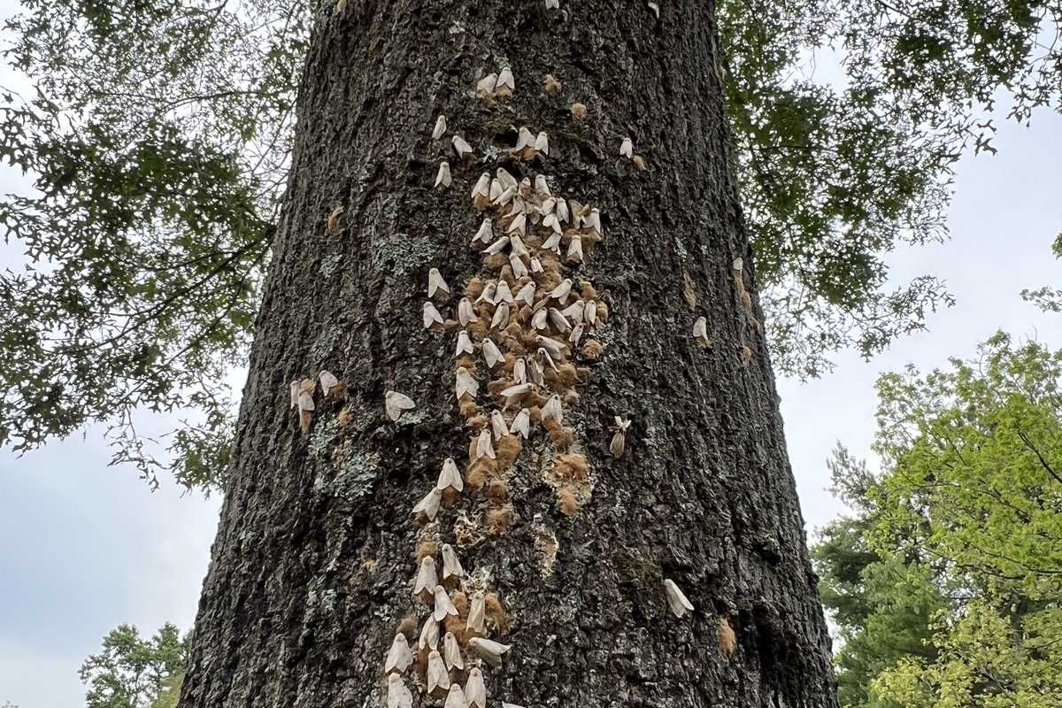Spongy moth and what it is doing to our forests