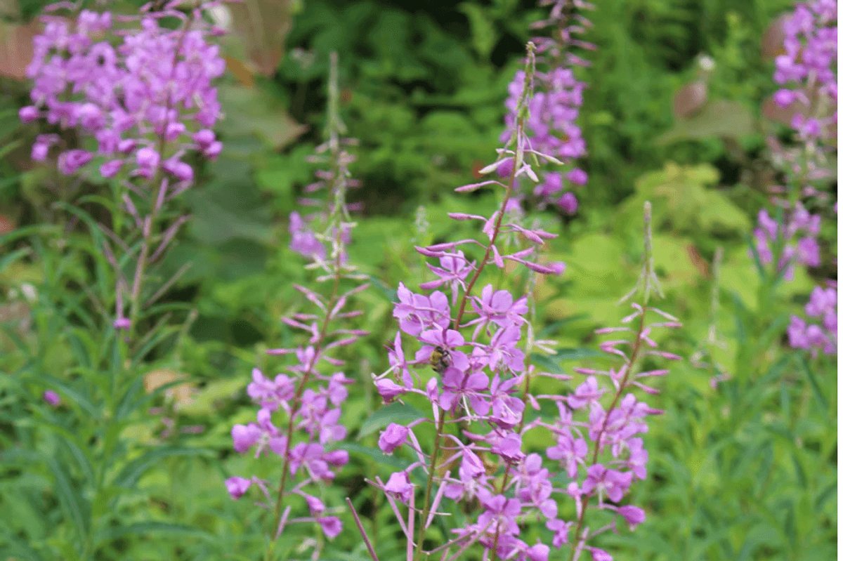 To save birds, plant for caterpillars