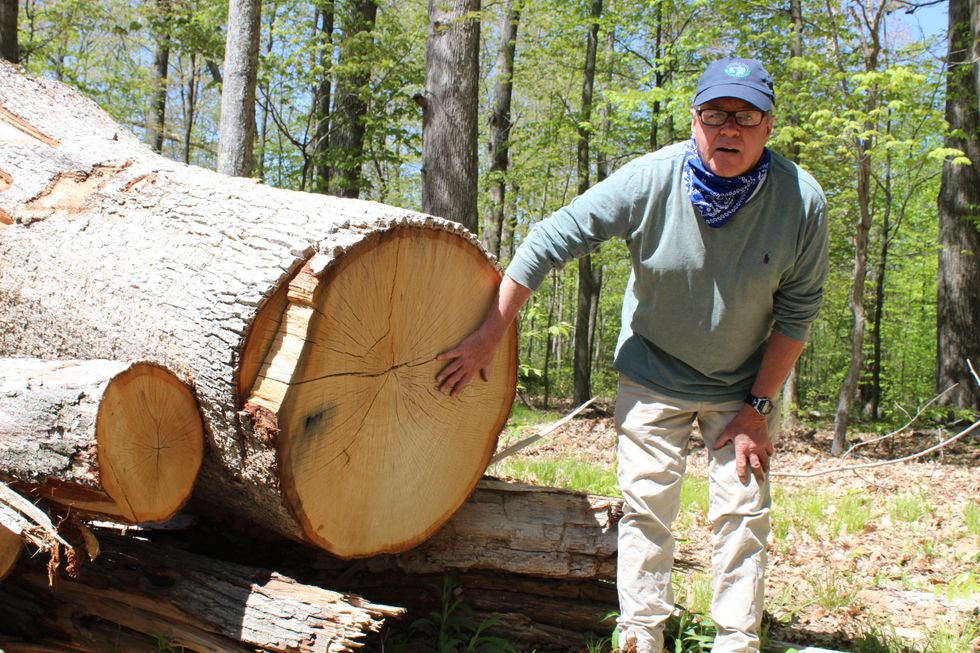 Remembering and replacing the fallen oaks at the Grove