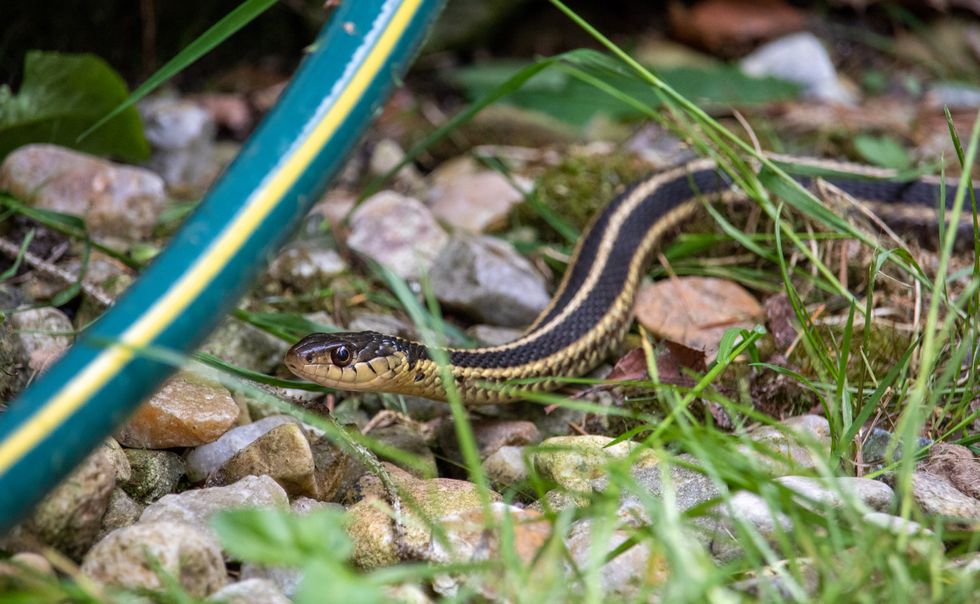 Who’s that friendly guy in your garden?