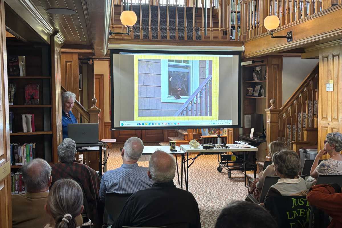 Black bear fears are overblown, expert says at Hotchkiss Library talk in Sharon