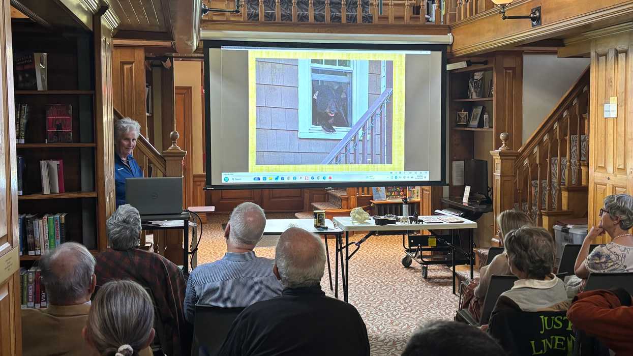 Black bear fears are overblown, expert says at Hotchkiss Library talk in Sharon