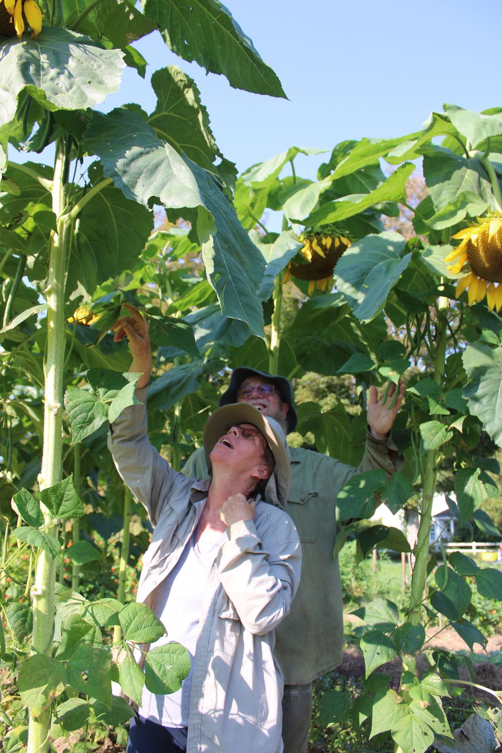 Growing hope: Community gardeners give back