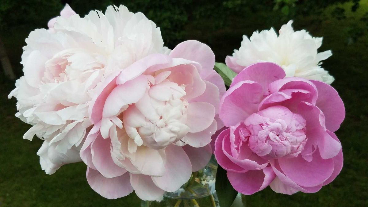 The brief, beloved bloom of the ‘King of Flowers’