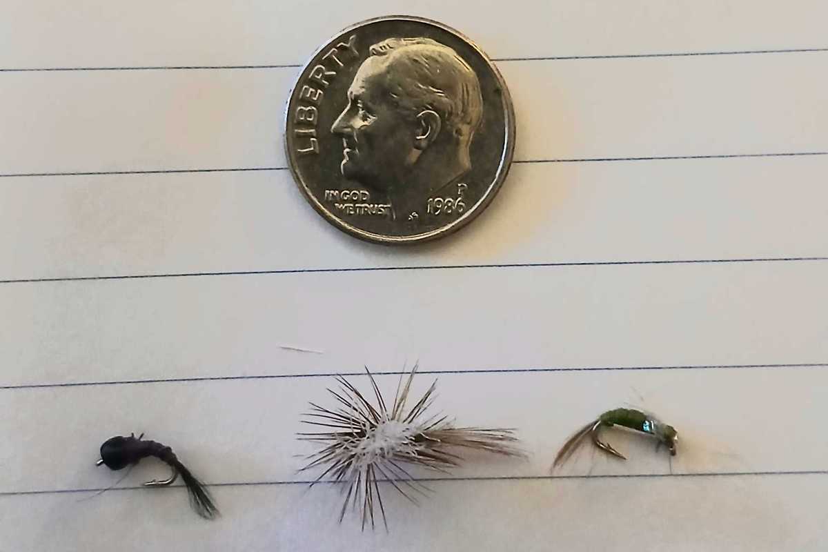 Tangled specks: tiny flies, big ambitions