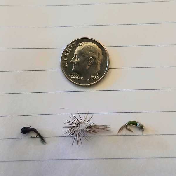 Tangled specks: tiny flies, big ambitions