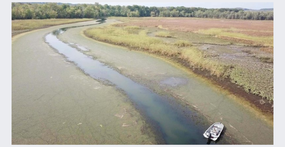 The Hydrilla Menace: Ripples of hope along a ravaged river