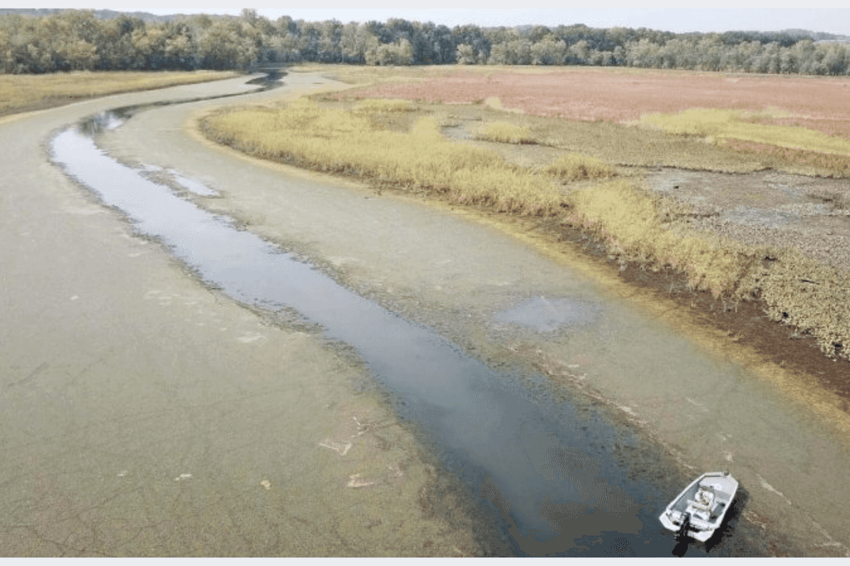 The Hydrilla Menace: Ripples of hope along a ravaged river