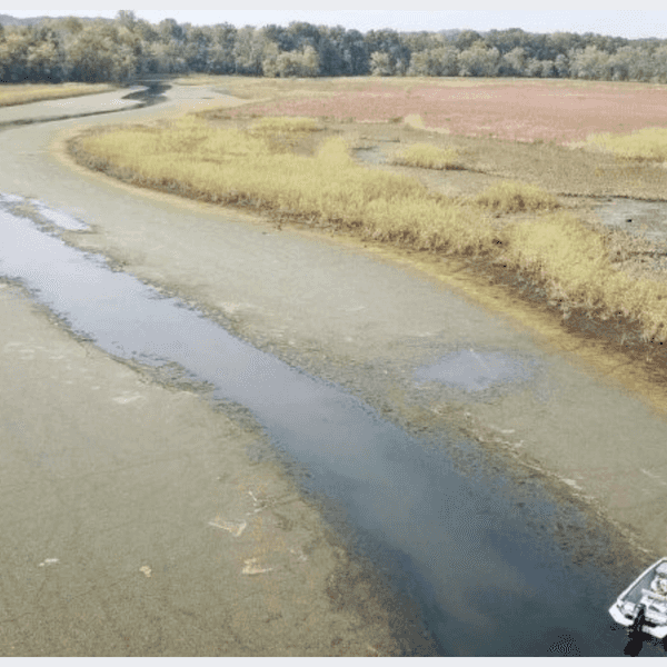 The Hydrilla Menace: Ripples of hope along a ravaged river
