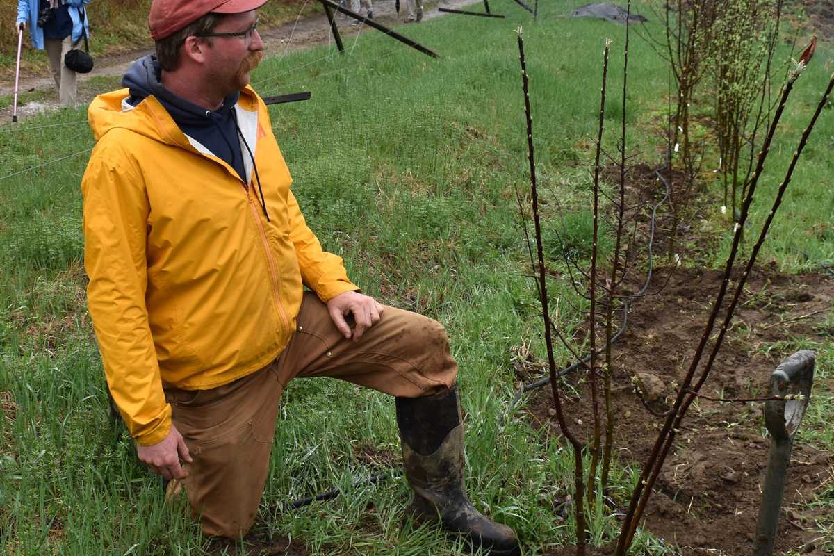 All about apples at Ridgway Farm