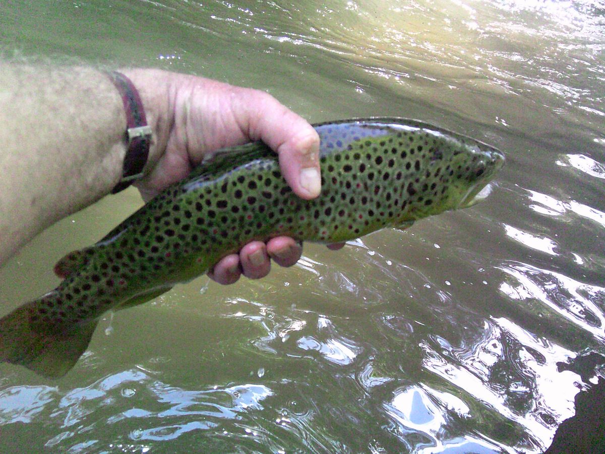 Catching and kvetching in the Catskills