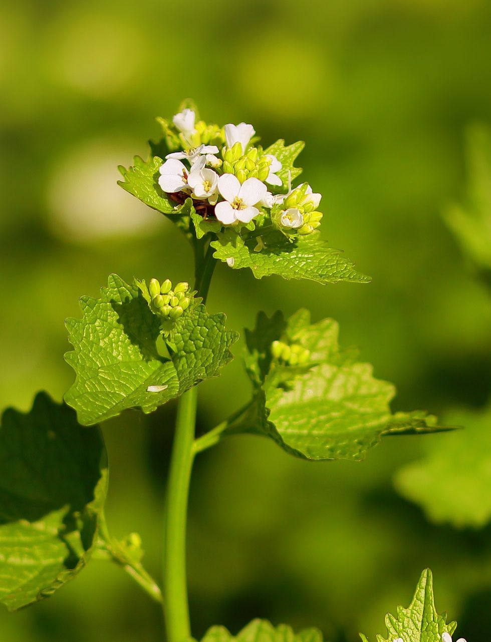 What about pulling garlic mustard? 
