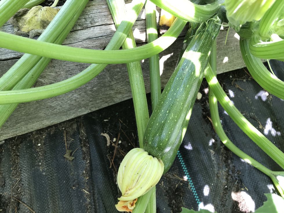 The harvest season is just beginning… 