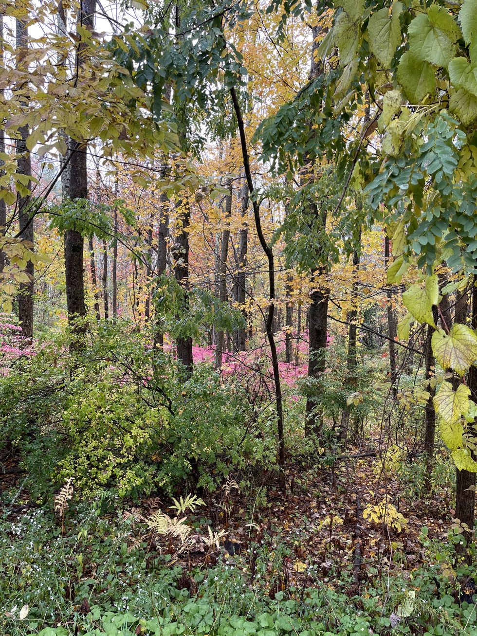 Autumn is Ungardening’s High Season