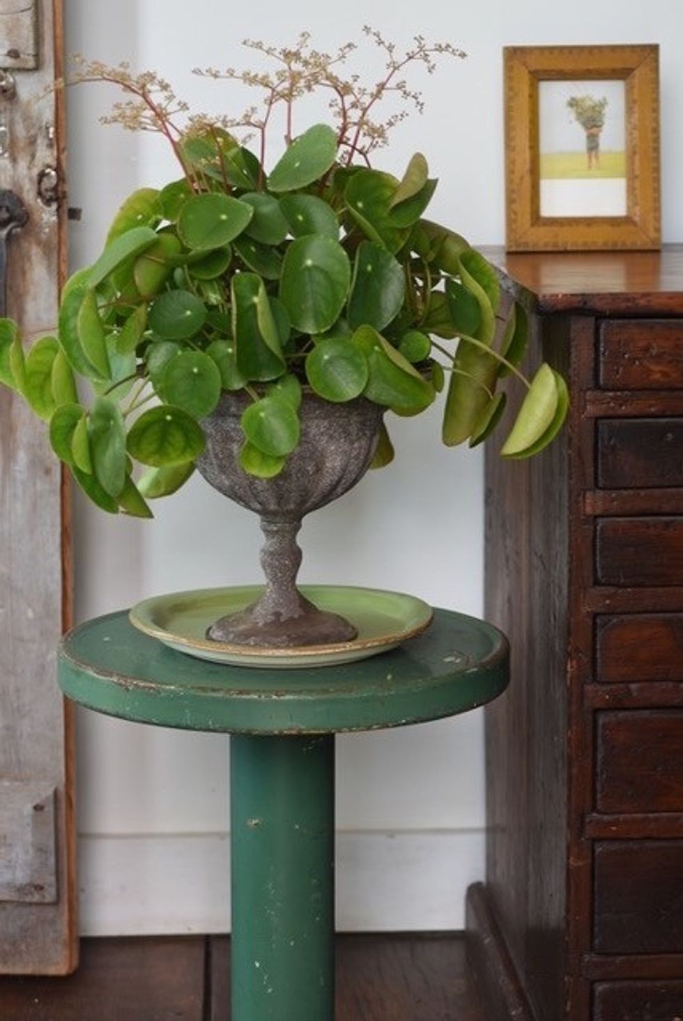 A Garden Writer's Guide to Indoor Growing