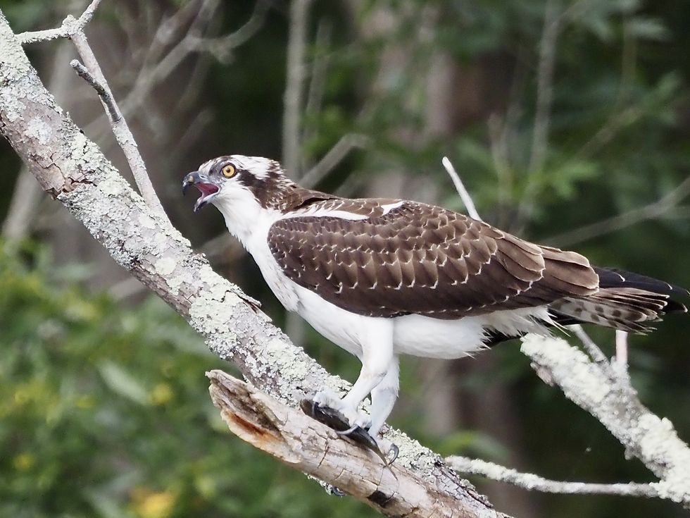Osprey spotted
