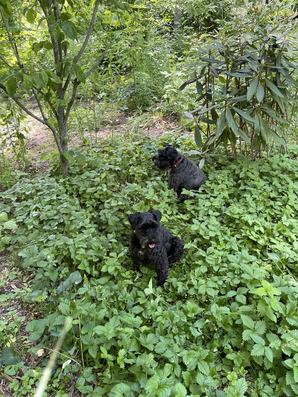 Border control with natives, garden variety