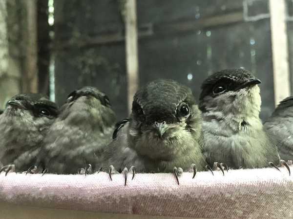 The charm of Chimney swifts