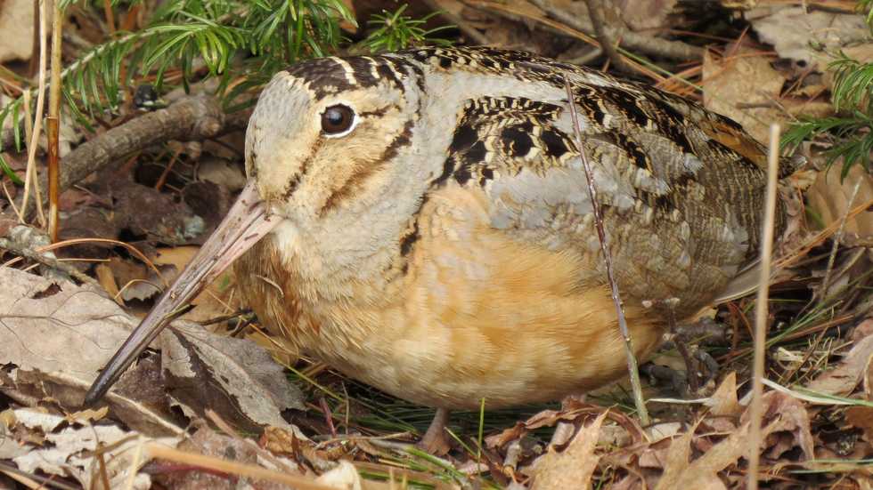 A herald of spring: The ‘Peent’ call of the woodcock