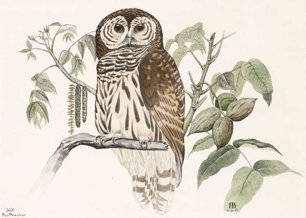 Bringing Rex Brasher’s Watercolors of Birds Back to Life