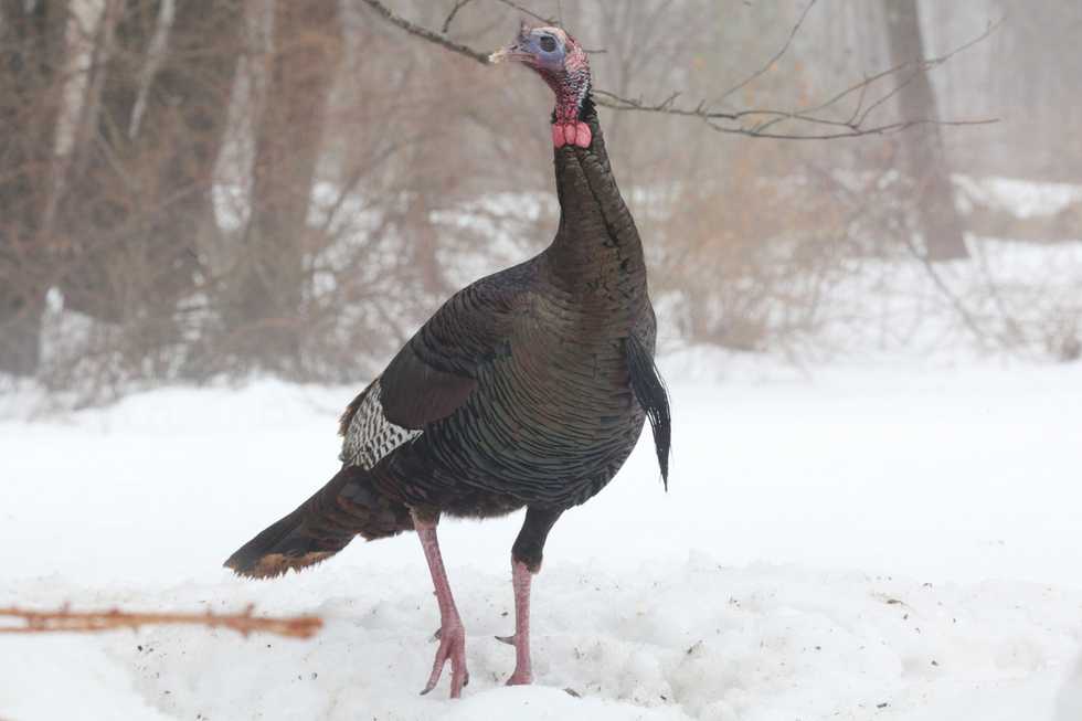 Trixie Strauss Bird Count is Dec. 20