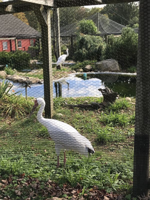 A Spectacular Day of Dining, and Admiring Waterfowl