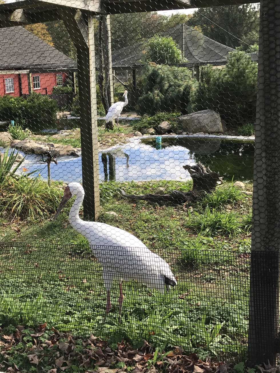A Spectacular Day of Dining, and Admiring Waterfowl