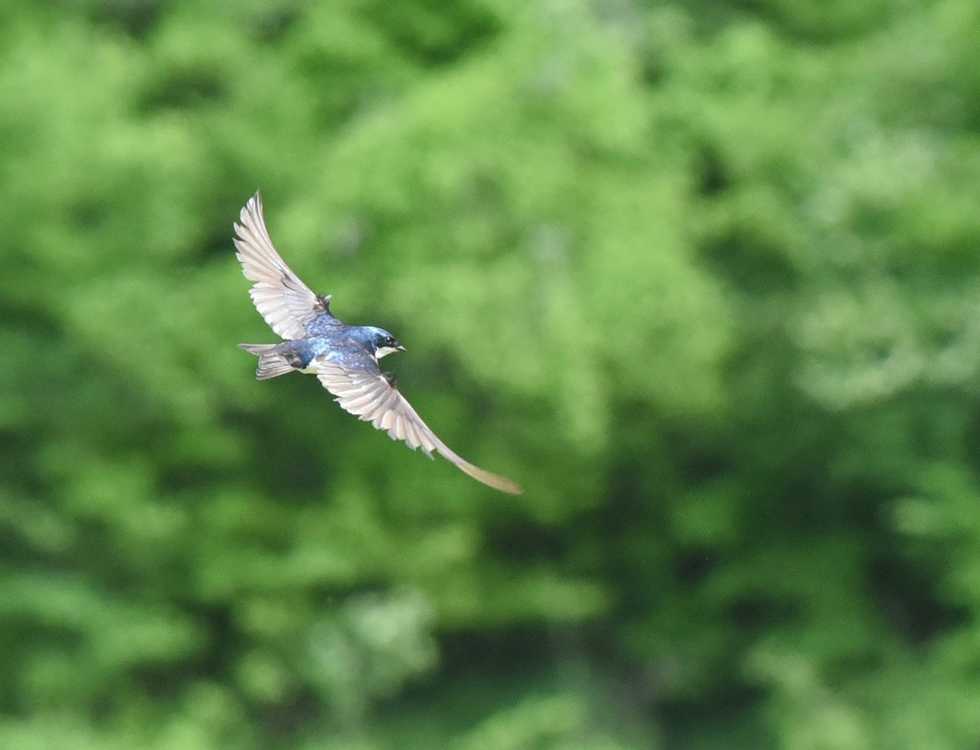 Meditations On Migration And Summer’s End