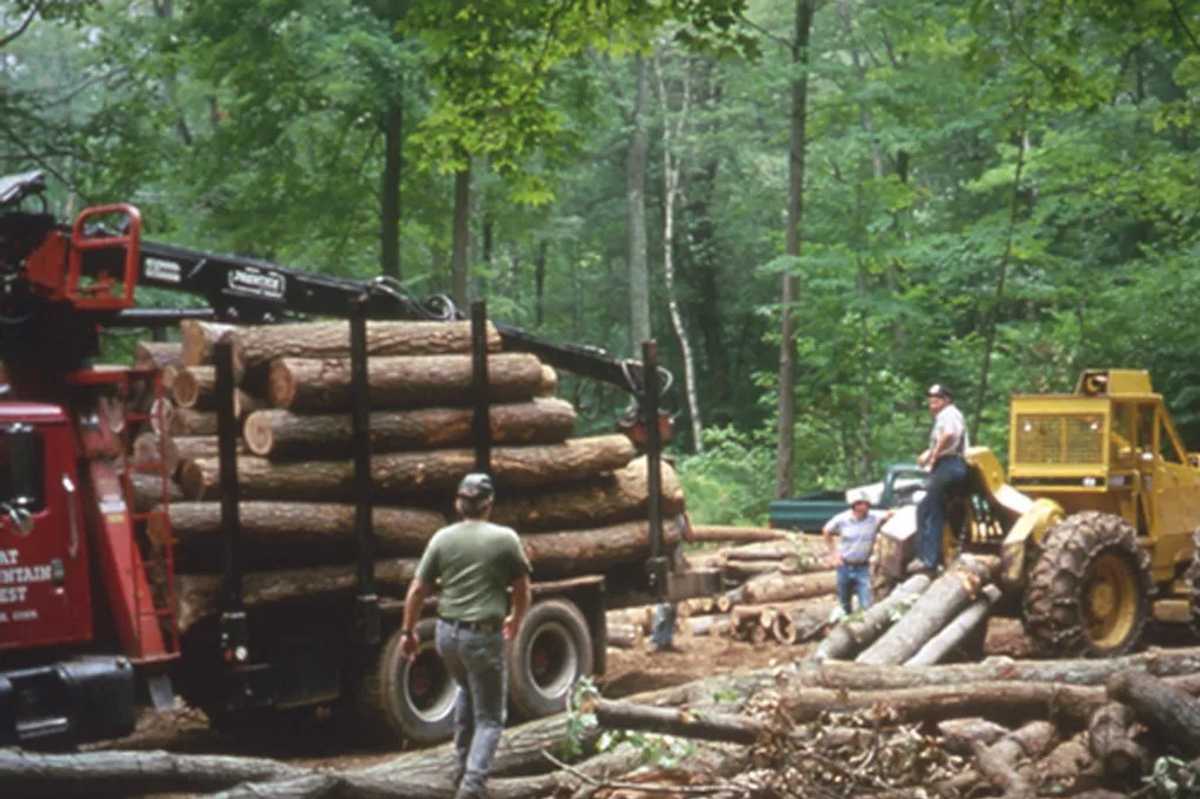 The case for sustainably managed forests