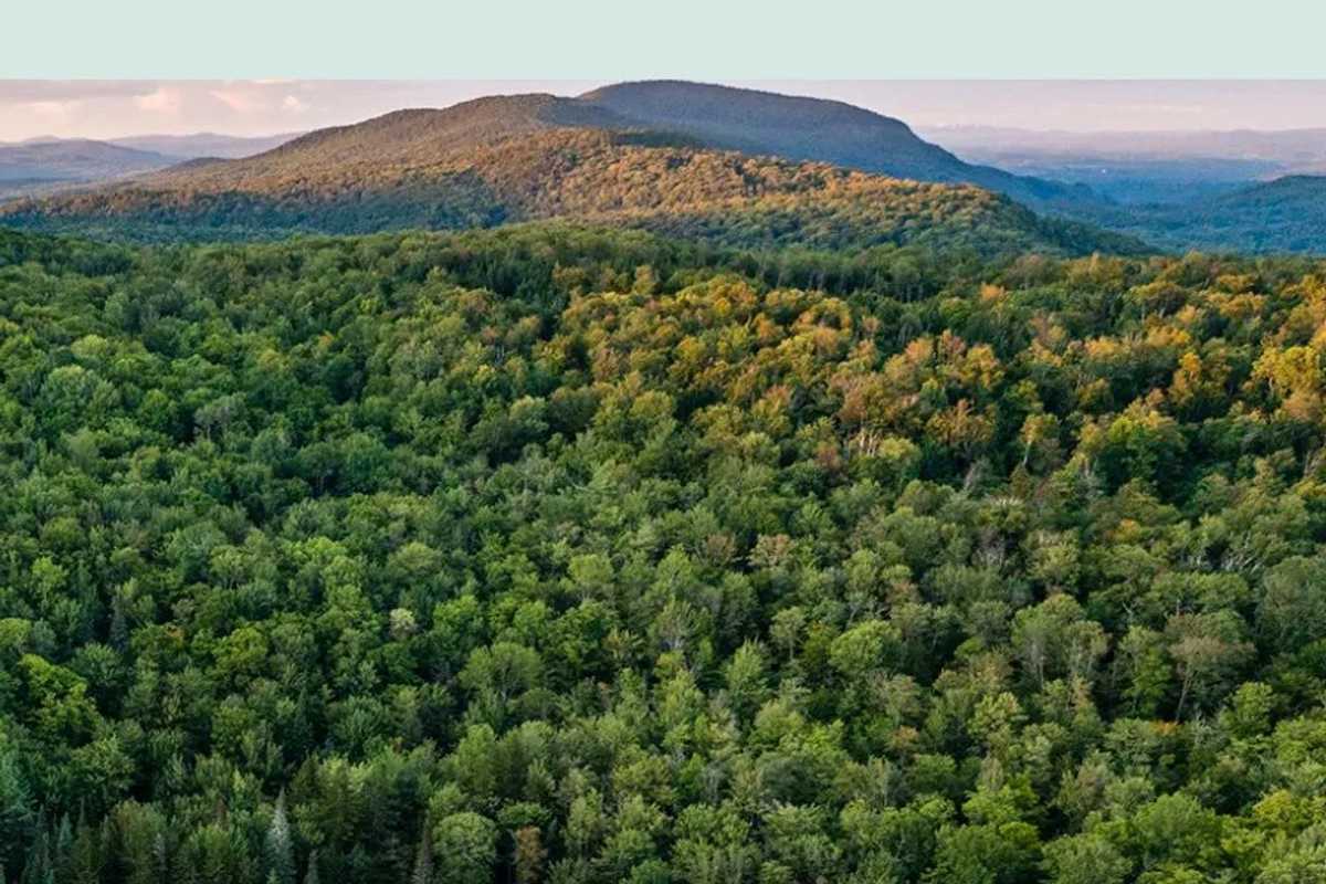Connecticut needs both wildlands & woodlands — not one or the other