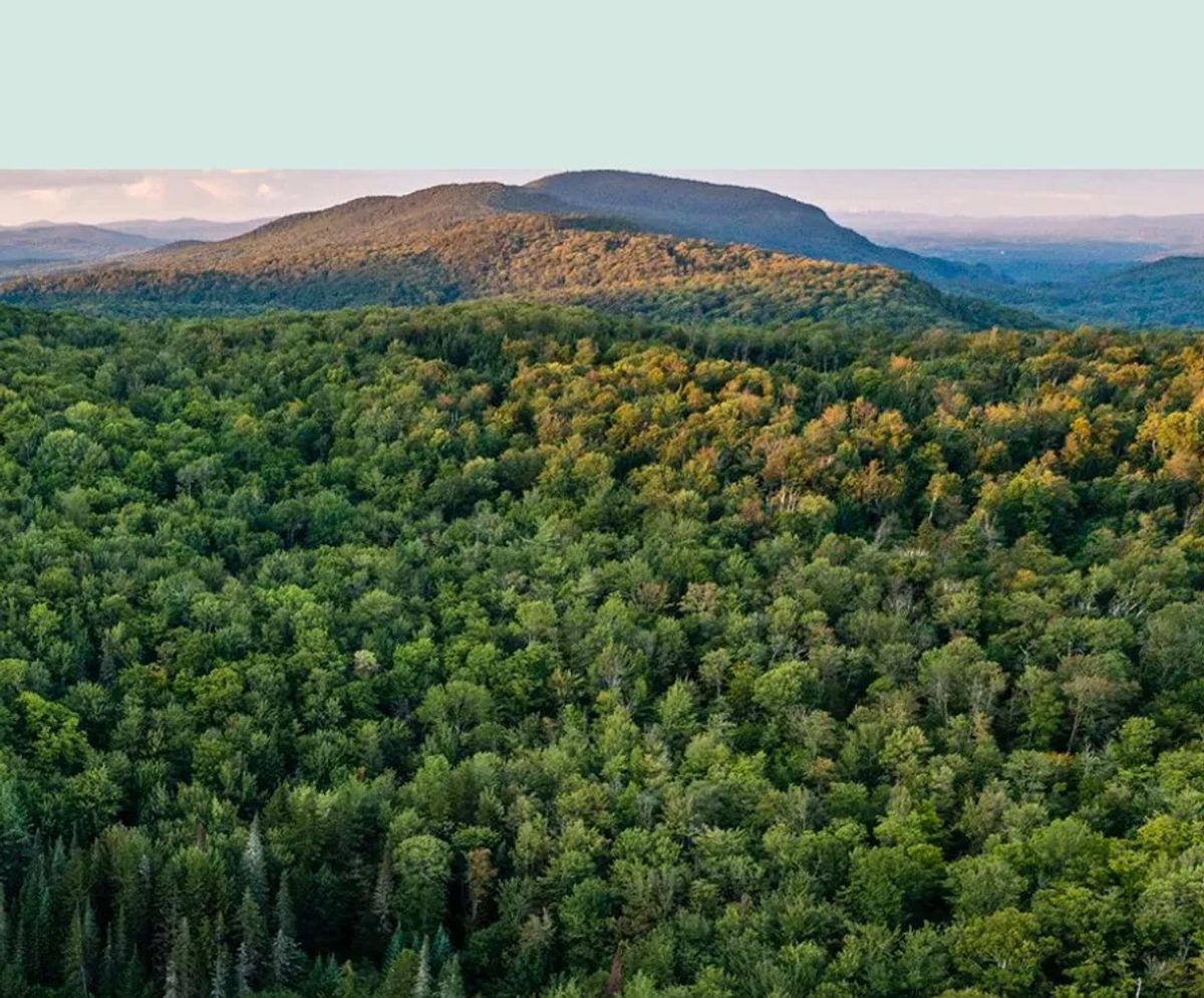 Connecticut needs both wildlands & woodlands — not one or the other